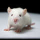 Illustration for article titled Scientists Enhance Intelligence of Mice with Human Brain Cells